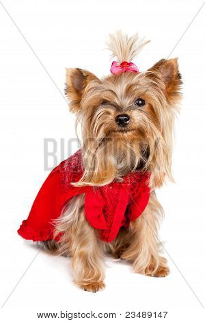 สุนัขยอร์คเชียร์เทร์เรียร์ในเสื้อผ้าสีแดง