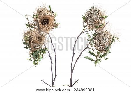Old Empty Brown Bird Nest On Dry Tree Branch. Studio Shot Isolated On White Background
