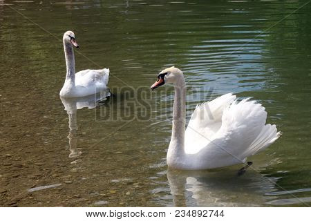 Swans on a Bundek lake in Zagreb