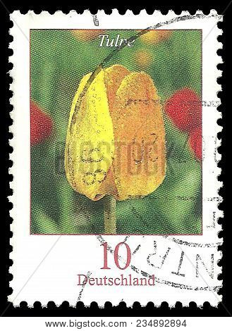 Germany - Circa 2007: Stamp Printed By Germany, Color Edition On Flora, Shows Flowers Tulpe, Tulip, 