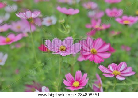 Cosmos Flower Cosmos Bipinnatus With Blurred Back Ground