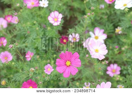 Cosmos Flower Cosmos Bipinnatus With Blurred Back Ground