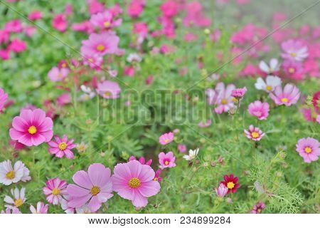 Cosmos Flower Cosmos Bipinnatus With Blurred Back Ground