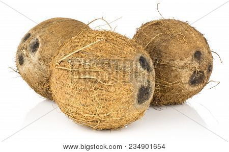 Coconuts Three Nuts Isolated On White Background Brown Fibrous Shell