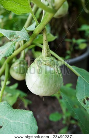 Close Up Thai Eggplant In Nature Garden
