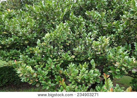 Close Up Fresh Green Diospyros Malabarica Tree In Nature Garden