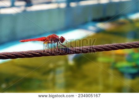 Red Dragonfly Odonata Perched On Rope In The Summer Sun