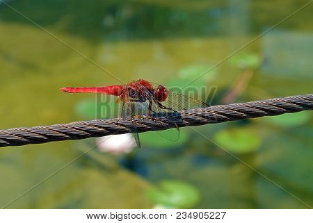 Red Dragonfly Odonata Perched On Rope In The Summer Sun