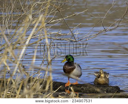 Ducks On The Rock River In Wisconsin In Janesville Wisconsin In The Early Spring.