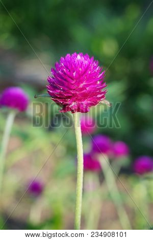 Beautiful Gomphrena Globosa Flower In Nature Garden