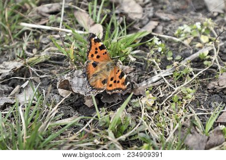 Scarce Tortoiseshell Butterfly On A Fallen Leaf Among Green Grass.
