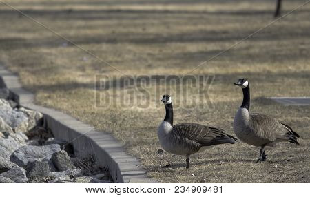 Canadian Geese In The Park On The River