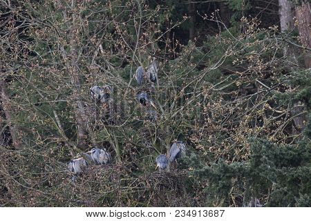 Great Blue Heron Nest At Tsawwassen Bc Canada