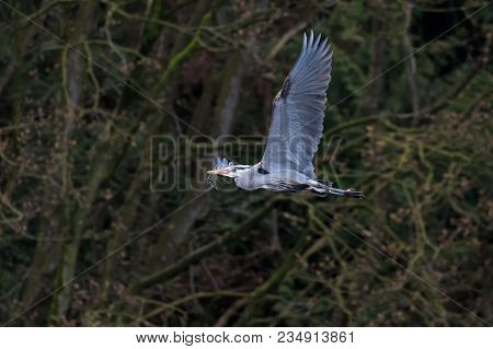 Great Blue Heron Gathering Nest Material At Tsawwassen Bc Canada
