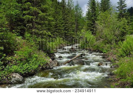 Rough Stormy River In The Forest. Chibitka, Altai Mountains, Siberia.