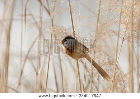 Reed Parrotbill Bird At Beijing Wan Ping Lake Park