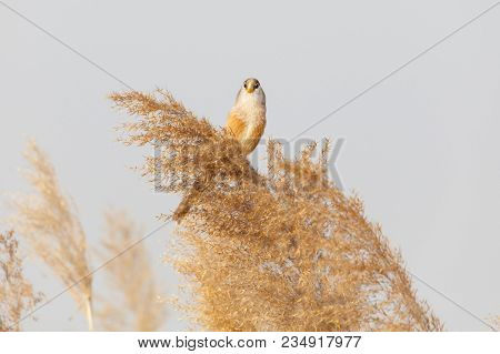 Reed Parrotbill Bird At Beijing Wan Ping Lake Park
