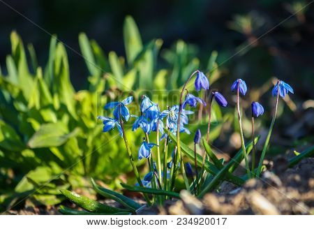 Blue First Spring Flowers Of The Scilla Squill Plant Blooming In A Forest. Scilla Bifolia.