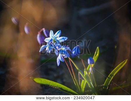 Blue First Spring Flowers Of The Scilla Squill Plant Blooming In A Forest. Scilla Bifolia.