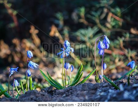 Blue First Spring Flowers Of The Scilla Squill Plant Blooming In A Forest. Scilla Bifolia.