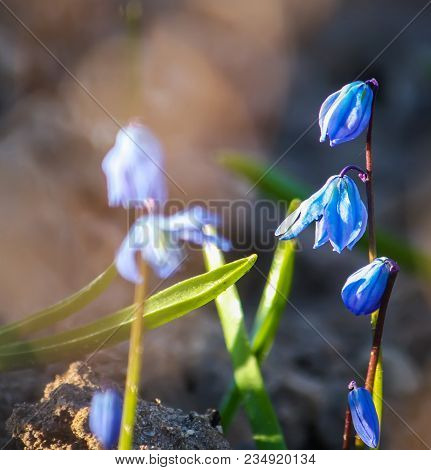 Blue First Spring Flowers Of The Scilla Squill Plant Blooming In A Forest. Scilla Bifolia.