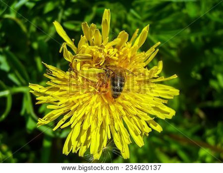 Yellow Dandelion Flower With Wasp In A Spring Park.