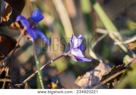 Blue First Spring Flowers Of The Hepatica Plant Blooming In A Forest.