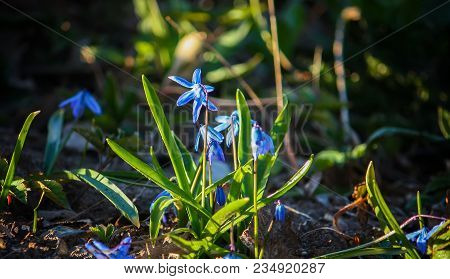 Blue First Spring Flowers Of The Scilla Squill Plant Blooming In A Forest. Scilla Bifolia.