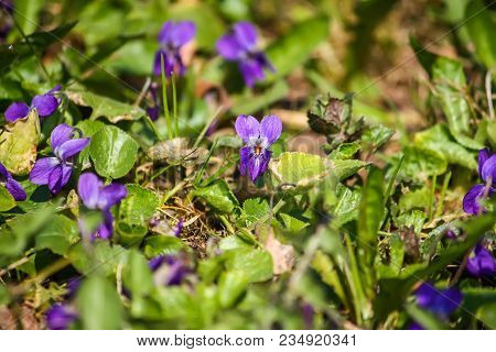 Wild Violets Growing In A Spring Forest.