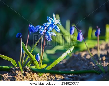 Blue First Spring Flowers Of The Scilla Squill Plant Blooming In A Forest. Scilla Bifolia.