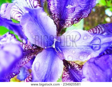 Purple Wet Iris Flowers In A Spring Garden