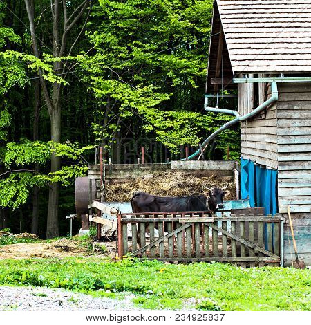 Bull On The Farm In The Stall.