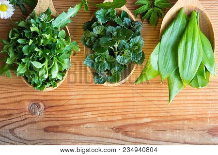 Fresh Wild Edible Spring Herbs On Three Wooden Spoons: Chickweed, Ground-ivy, Wild Garlic, Daisy, Da
