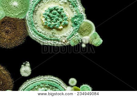 Green Yellow Round Fungal Mold On A Heterogeneous Black Surface, Macro Abstract Background