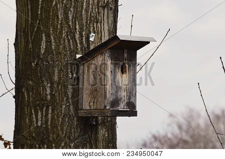 One Wooden Birdhouse On The Tree With Birds Inside