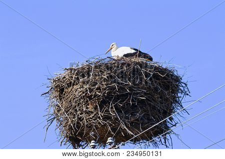 One Stork In The Nest In The Village