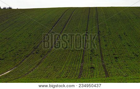 Green, Spring Field On The Farm During Walk