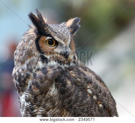 Plettet stor hornugle (Bubo Africanus)