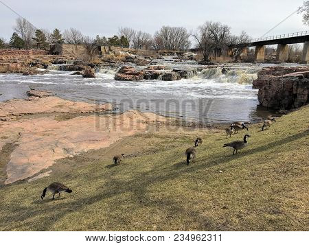 Canadian Geese In Front Of The Big Sioux River In Sioux Falls, South Dakota With Views Of Wildlife, 