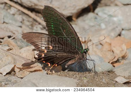Common Mormon Butterfly (papilio Polytes Linnaeus), Urinating On Wet Land. Image Shot At Sikkim , In