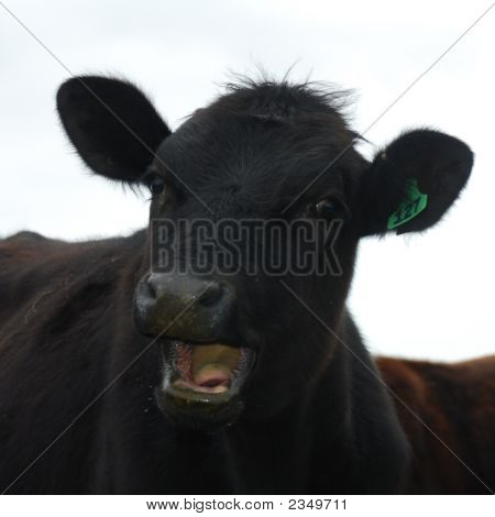 Laughing Cow Headshot