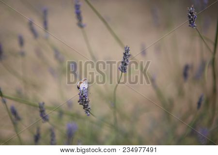 Detail Of Blue Butterfly And Purple Lavender Flowers.