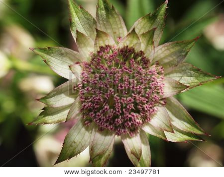 Astrantia