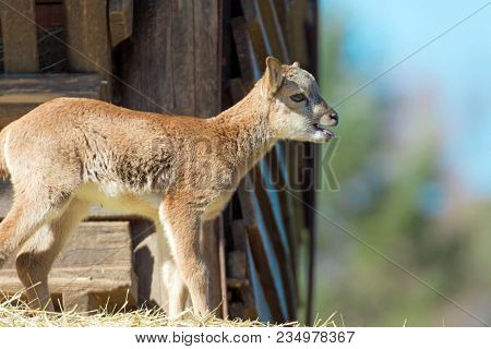 Portrait Of A Baby Mouflon In A Game Park