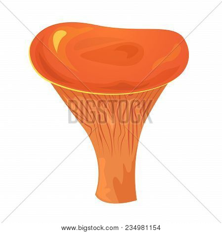 Lactarius Sanguifluus Edible Mushroom, Vector Illustration Isolated From Background