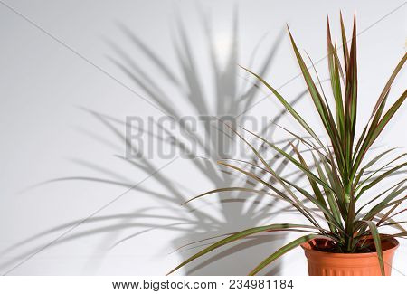 Decorative Flower In Pot. The Shadow Of The Flower On A White Wall