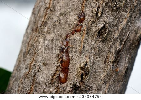 Resin On Mango Tree ,gum Resin,wood Resin Liquid