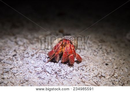 Night Shot Of Coenobita Perlatus, The So Called Strawberry Hermit Crab On Lady Elliot Island, Austra