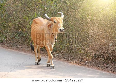 A Red Cow In India With A Bell, Goes On The Road. Beautiful Cow.