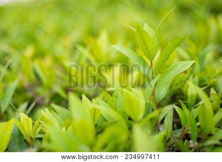 This Is The Close Up Picture Of Ixora Leaves. Its Flowers Are Called Needle, A Small Tree With Green